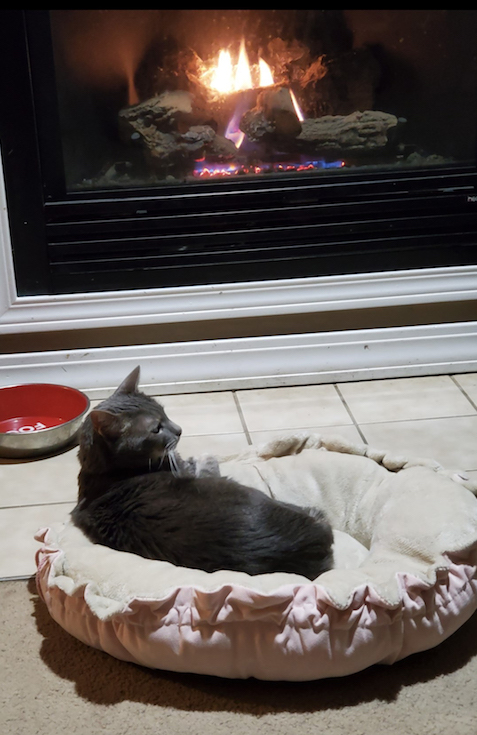 Winter the cat lounges by the warm fireplace