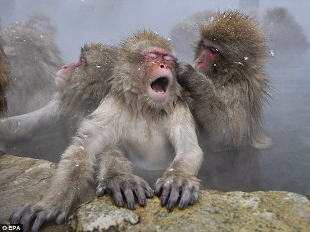 Japanese snow monkeys enjoy warm water hydrotherapy